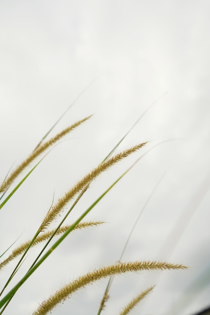 Foto van gras bloemen natal gras natal redtop ruby grass buitenshuis