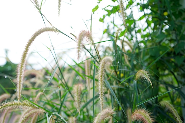 Foto van gras bloemen natal gras natal redtop ruby grass buitenshuis