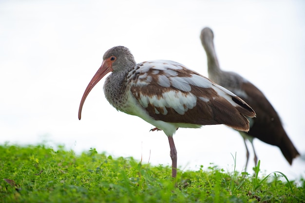 Foto van grijze ibis vogel fauna buiten ibis vogel fauna ibis vogel fauna in het wild ibis vogel fauna in de natuur