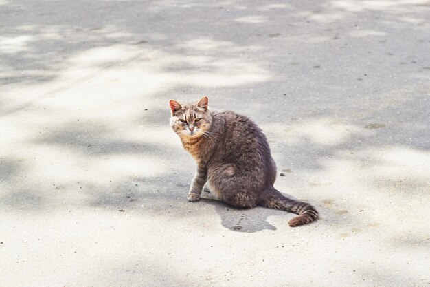 Foto van grijze korthaar kat zittend op de weg Dakloze zwerfdieren