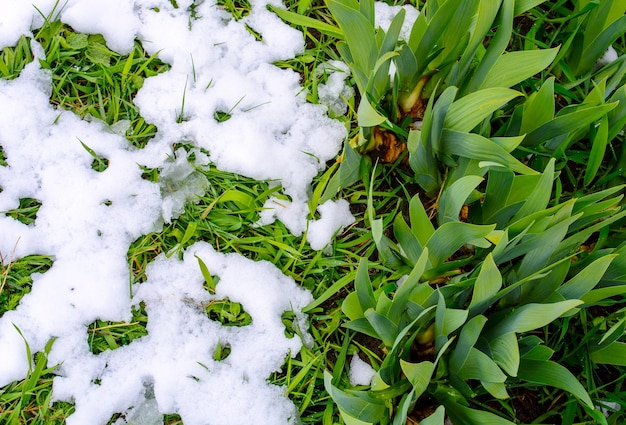 Foto foto van groen gras na vallende sneeuw in het voorjaar