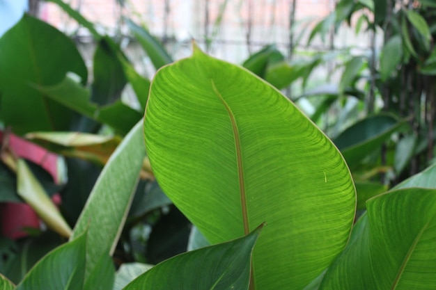 Foto van groene bladeren in de tuin van kinderen