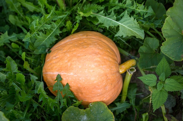 Foto van grote pompoen met groene bladeren in tuin in middag