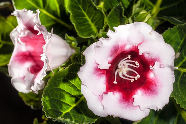 Foto van helder rood met witte Gloxinia-bloem op een vage achtergrond