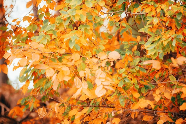 Foto van herfstsinaasappelboomtakken in de middag