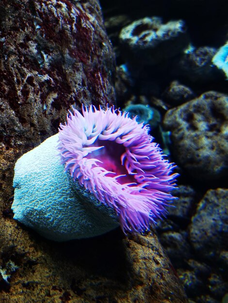 Foto van het aquatische ecosysteem van anemonen in het aquarium