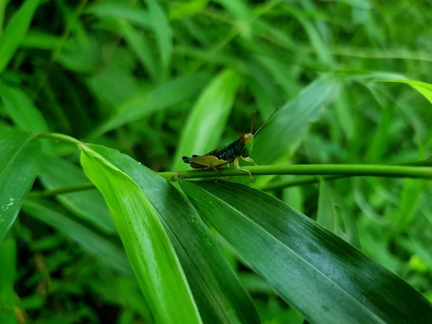 foto van het fotograferen van een mooie blauwe sprinkhaan op een blad