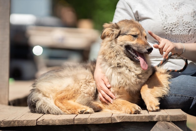 Foto van hond en vrouw in spijkerbroek zittend op houten bankje op onscherpe achtergrond op straat