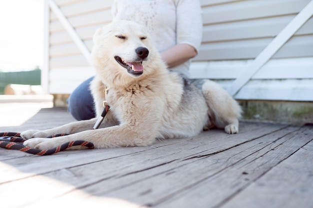 Foto van hond met halsband en riem die naar de zijkant kijkt en vrouw in de buurt van witte houten muur op straat