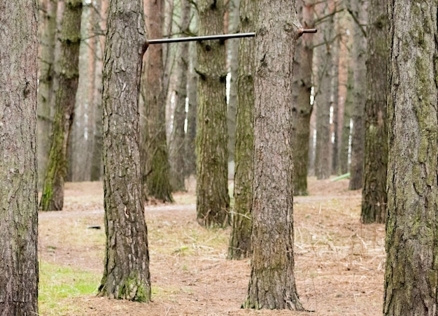 Foto van horizontale balken voor een gezonde levensstijl in het zonlicht in het groene bos in de lente