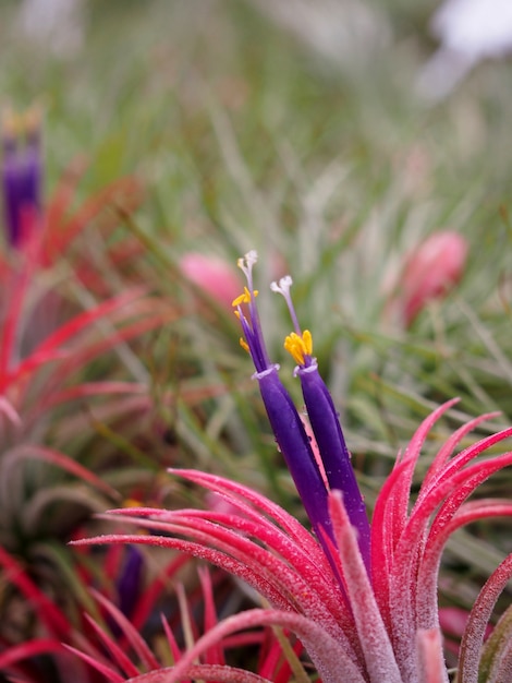 Foto van Ionantha Rubra-luchtplanten