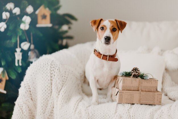 Foto van Jack Russell hond zit op de bank in de woonkamer in de buurt van twee geschenkdozen, wacht op wintervakantie, versierde kerstboom erachter.