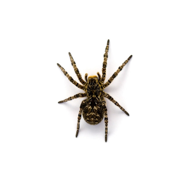 Foto van Lycosa singoriensis zwart haar tarantula geïsoleerd op een witte achtergrond