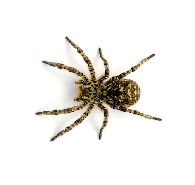 Foto van Lycosa singoriensis zwart haar tarantula geïsoleerd op een witte achtergrond