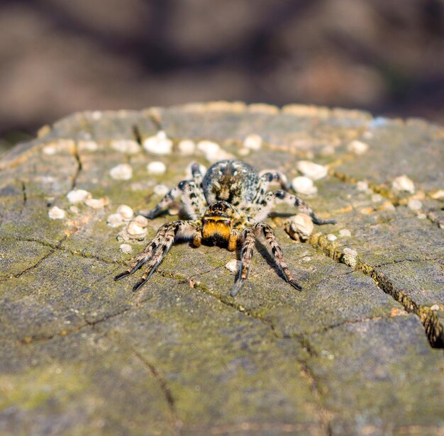 Foto van Lycosa singoriensis zwarte haartarantula op de boomstronk