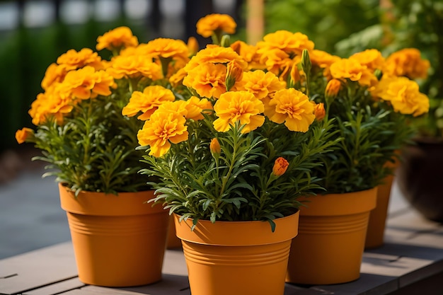 Foto foto van marigoldbloemen in een decoratieve pot op een klap