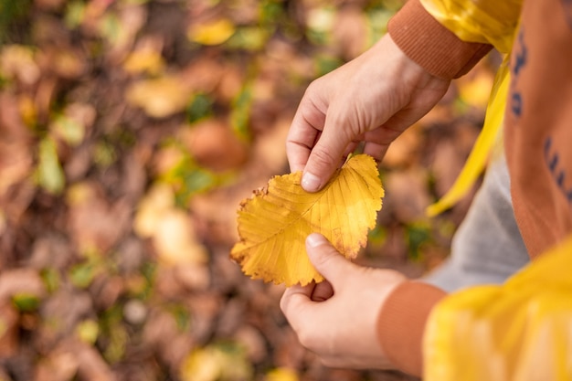 Foto van menselijke handen van tienerjongen in gele regenjas pikt herfstbladeren op, onherkenbare persoon in vallend park, kinderjaren