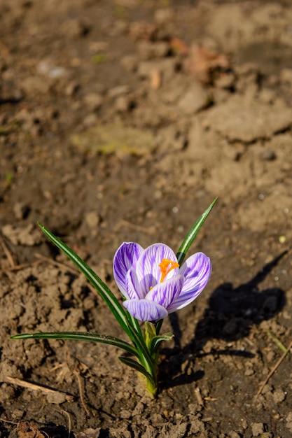 Foto van mooie paars witte bloem met bladeren op de grond