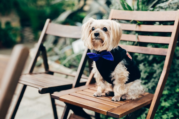 Foto van mooie pluizige hond in feestelijke kleding met strikje