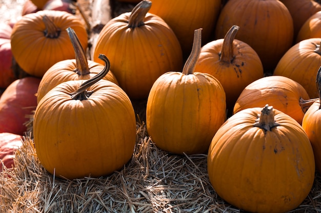 Foto van mooie pompoenen op de lokale boerenmarkt in zonnige herfstdag.