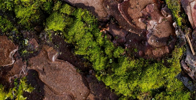 foto van natuurlijk getextureerd houten oppervlak