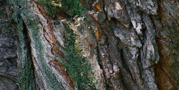 foto van natuurlijk getextureerd houten oppervlak