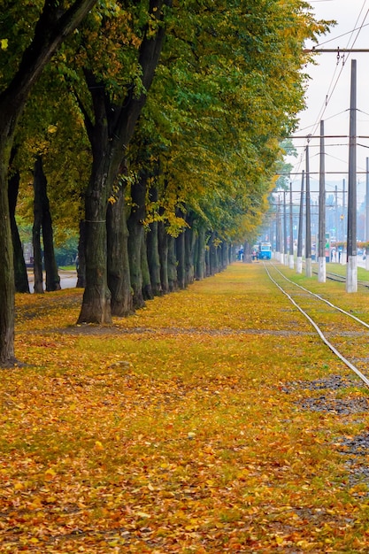 Foto van oranje herfst park steeg met bladeren