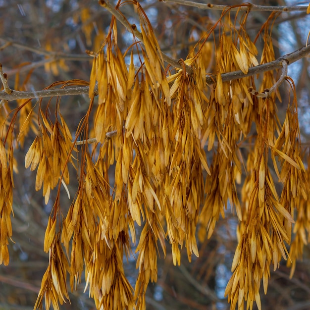 Foto van oranje zaad van de boom in de winter