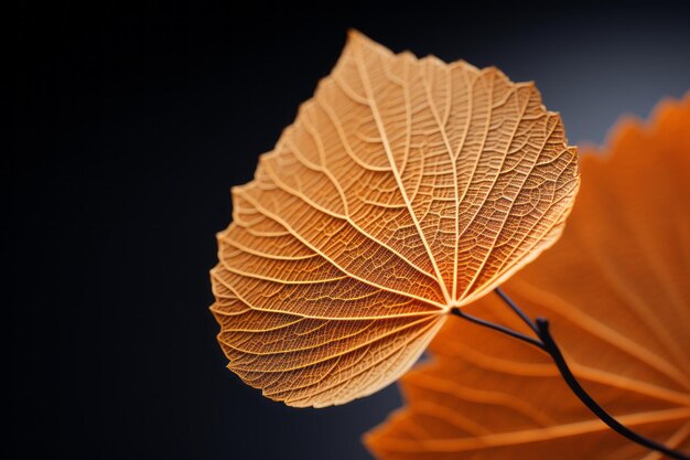 Foto van Oranjeblad Natuurlijk Licht Generatieve AI