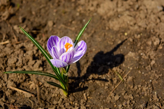 Foto van paarse bloem met bladeren op de grond