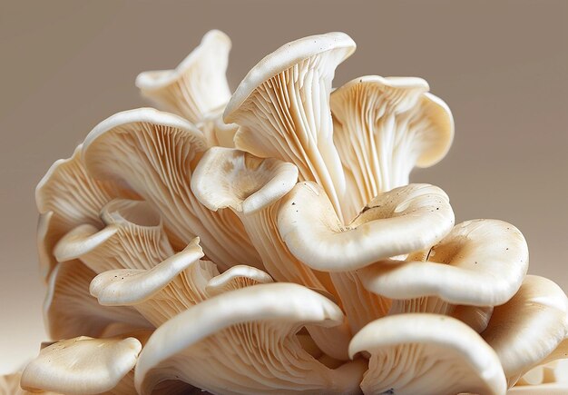 Foto van paddenstoel en oester groeit op een boomstam en eet paddenstoelen in het bos