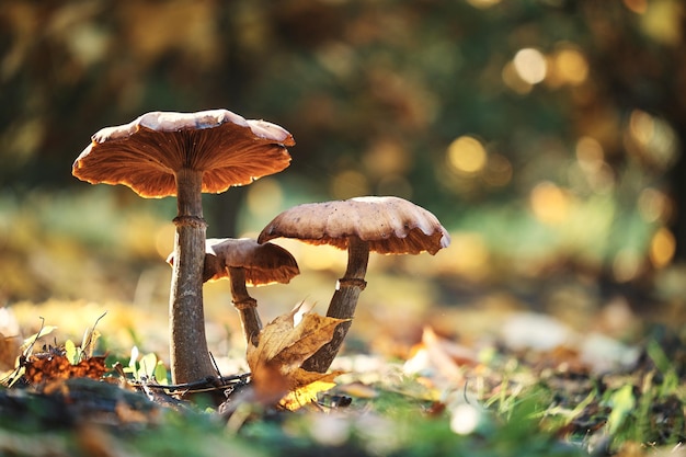 Foto van paddestoelen