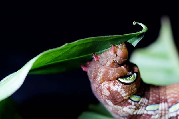 Foto van papilio demoleus malayanus muur