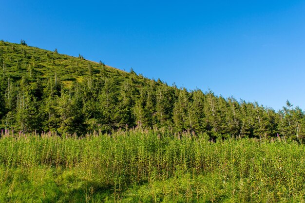 Foto van prachtig groen, mistig dik Karpatenbos op zomerdag in de bergen