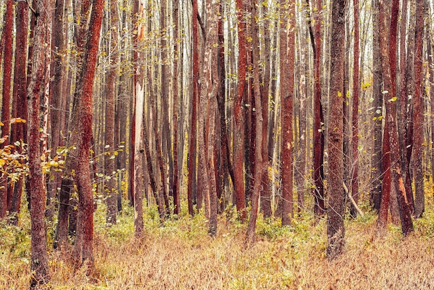 Foto van prachtig oranje herfstbos met bladeren