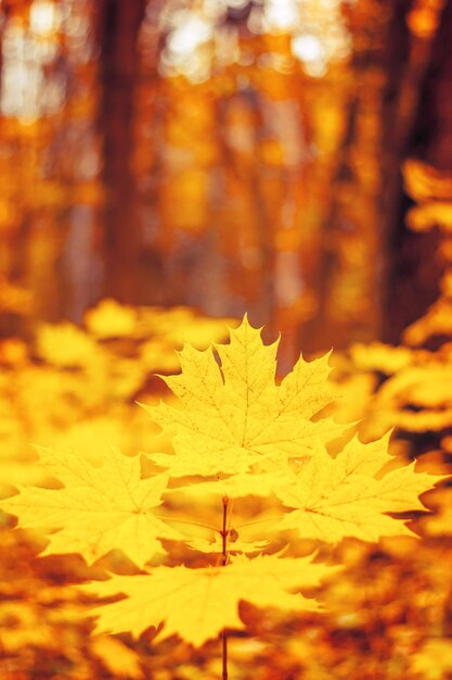 Foto van prachtig oranje herfstbos met bladeren