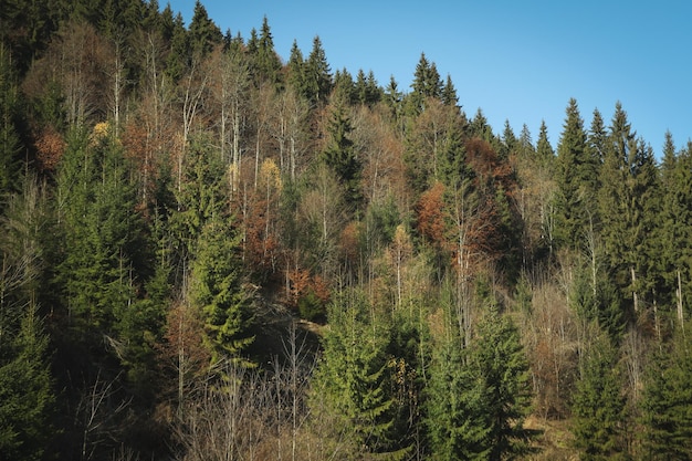 Foto van prachtige Karpaten in Oekraïne