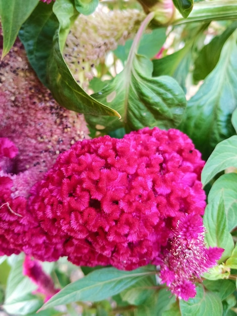 Foto foto van prachtige rode celosia bloemen