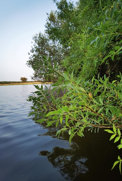 Foto van rivierdetail van groen vegetatielandschap