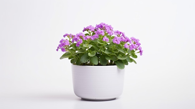 Foto van Rockcress-bloem in pot die op witte achtergrond wordt geïsoleerd