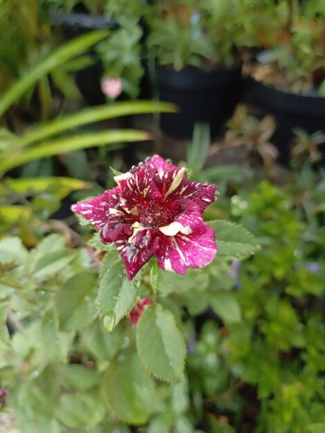 Foto foto van rode rozen bedekt met dauw