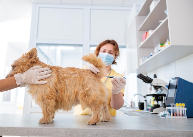 Foto van routineonderzoek van hond bij dokterspraktijk