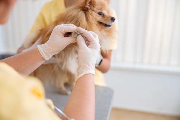 Foto van routineonderzoek van hond bij dokterspraktijk