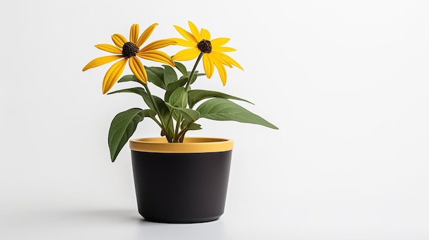 Foto van Rudbeckia-bloem in pot die op witte achtergrond wordt geïsoleerd