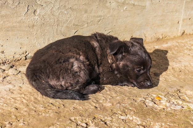Foto van schattige kleine zwarte hondenras puppy