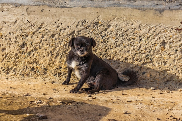 Foto van schattige kleine zwarte hondenras puppy