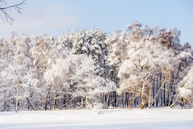 Foto van schilderachtig winterlandschap met blauwe lucht in de middag