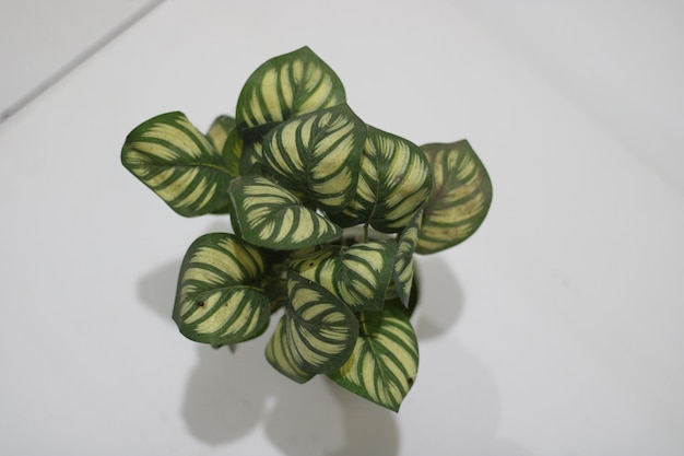 Foto van synthetische planten met potten en witte achtergrond
