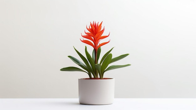 Foto van Torch Lily bloem in pot geïsoleerd op een witte achtergrond