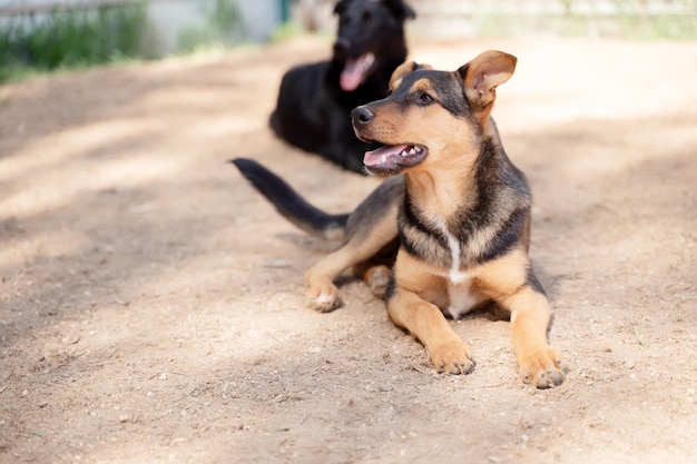 Foto van twee honden die in de tuin zitten